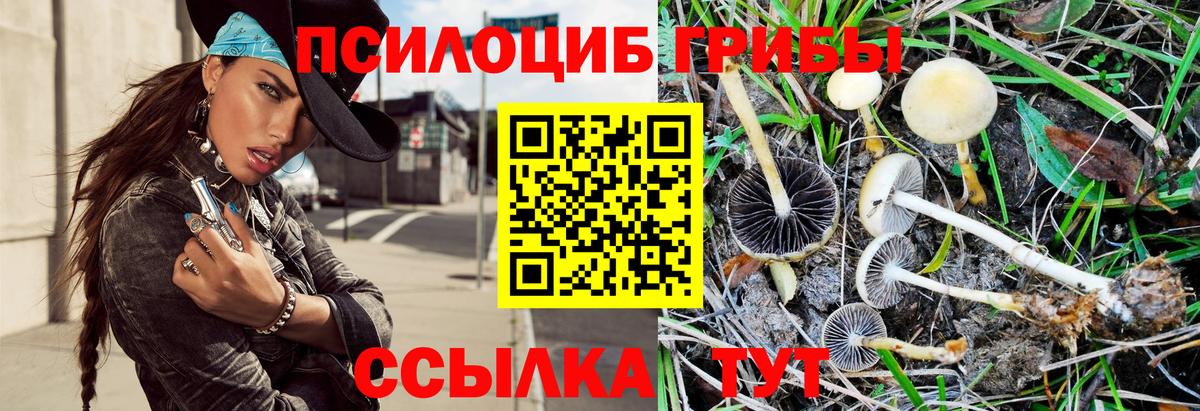 Псилоцибиновые грибы Cubensis Чернушка