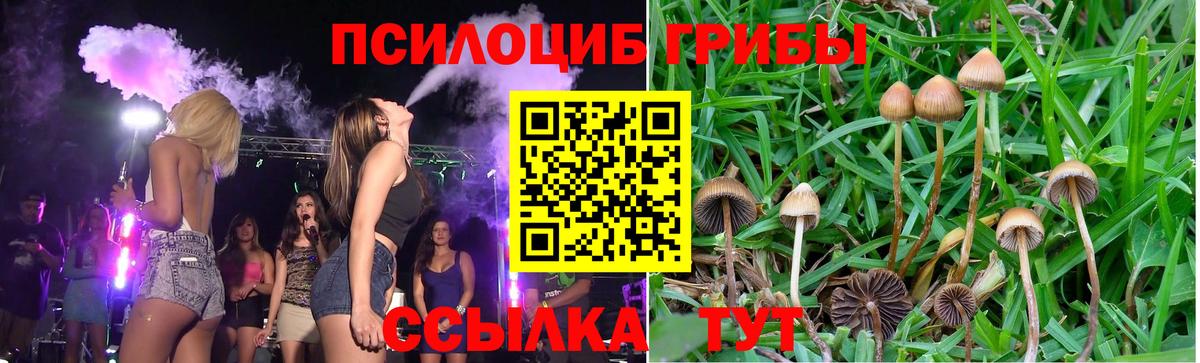 Галлюциногенные грибы Psilocybe  Вход с VPN  Чернушка 